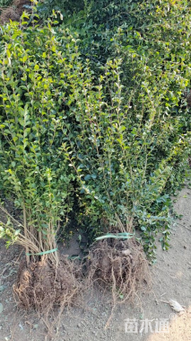 冠幅20厘米小叶女贞球