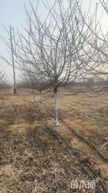 5公分樱花
