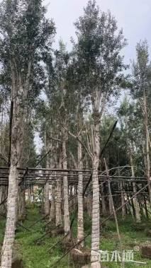 5公分白千层