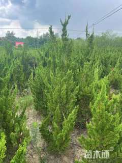 高度150厘米龙柏