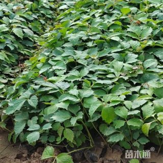50厘米爬山虎