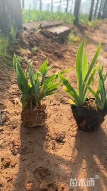 高度18厘米鸢尾