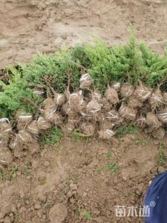 高度30厘米龙柏