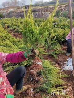 高度50厘米龙柏小苗