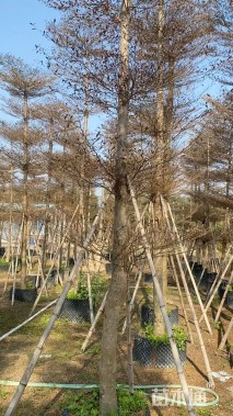 12公分锦叶榄仁