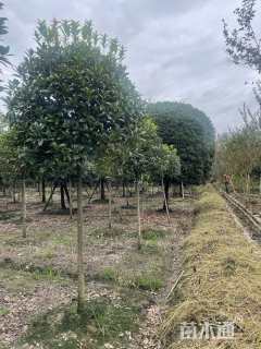 5公分桂花