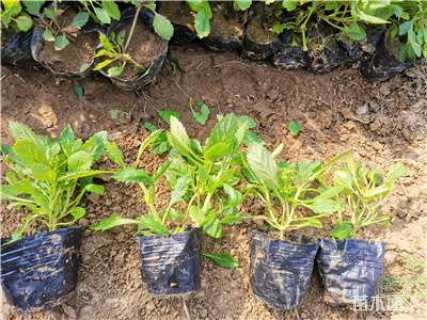 高度15厘米马鞭草