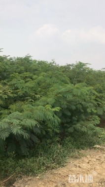 0.5公分合欢
