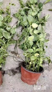 花叶蔓120杯0.9元