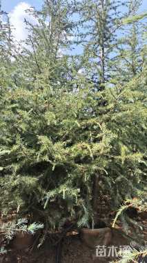 高度350厘米雪松
