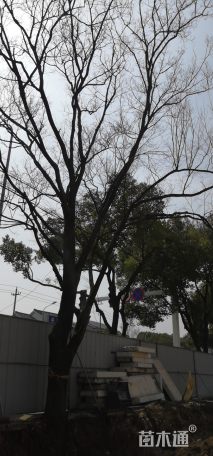 43公分榉树