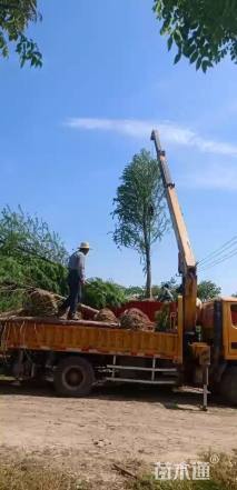 13公分墨西哥落羽杉