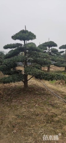 移栽苗造型罗汉松