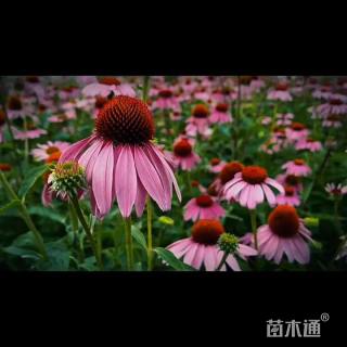 紫松果菊种子松果菊种子