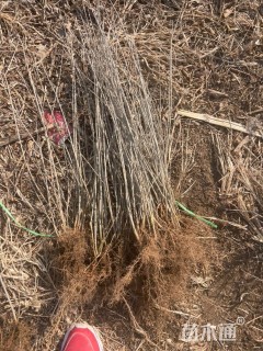 高度30厘米水蜡