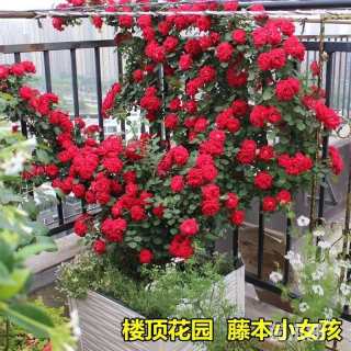 150厘米藤本月季