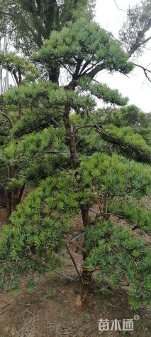 10公分罗汉松
