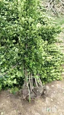 高度100厘米北海道黄杨