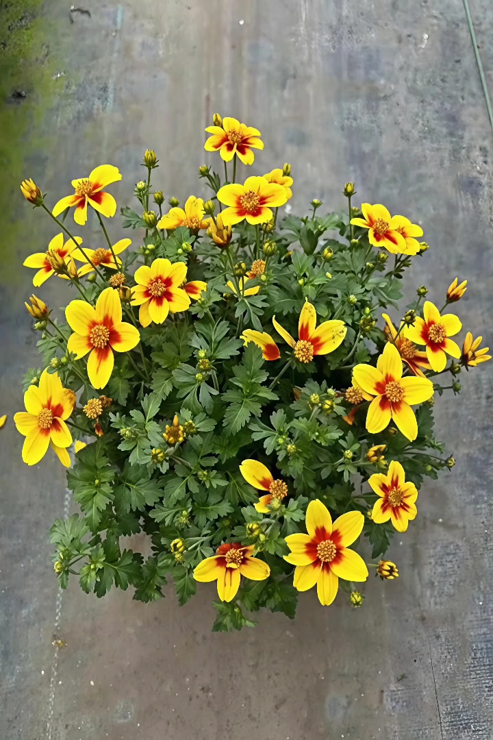 高度30厘米鬼针草