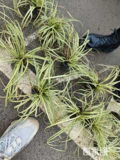 高度15厘米金叶苔草