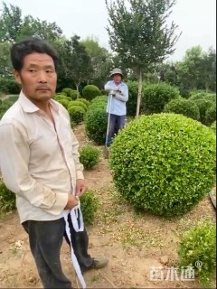 冠幅120厘米瓜子黄杨球
