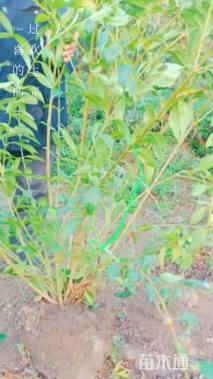 高度60厘米华北连翘