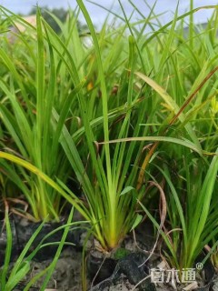 高度15厘米大花萱草