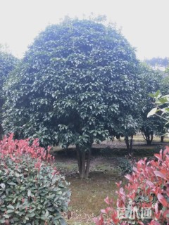 9公分桂花