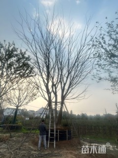 50公分(3杆)丛生朴树