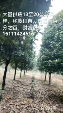 15公分丹桂