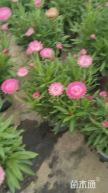 高度40厘米蜡菊