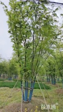 13公分(5杆)丛生榉树