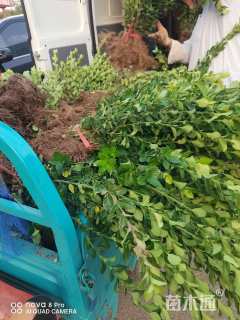 高度50厘米卫矛