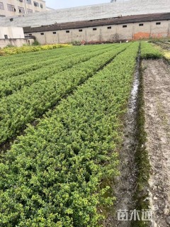 高度40厘米龟甲冬青