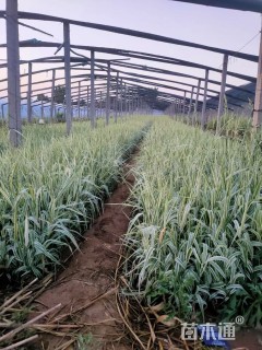 高度45厘米玉带草