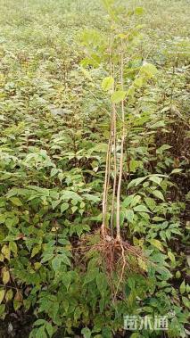 高度50厘米黄柏小苗