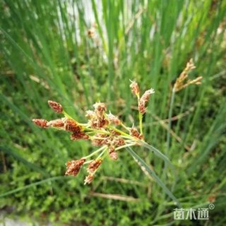 高度50厘米花叶水葱