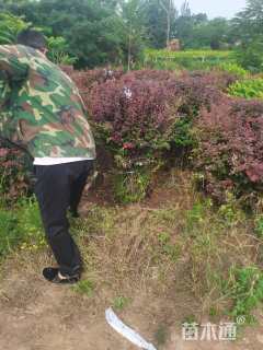 冠幅120厘米紫叶小檗球