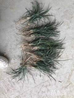 高度15厘米细叶麦冬草