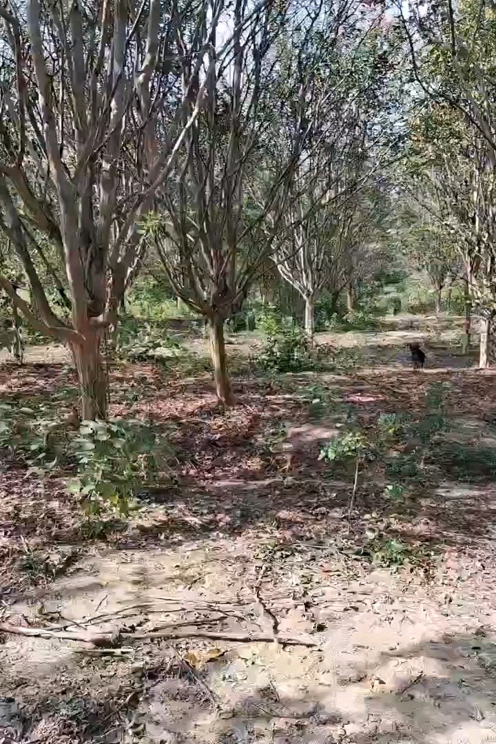 高度300厘米速生紫薇