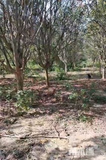 高度300厘米速生紫薇