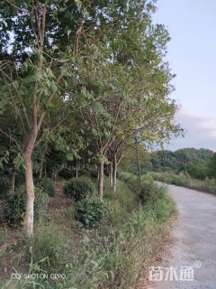 15公分无患子