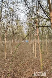 7公分垂柳