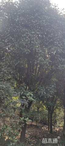 12公分红叶石楠