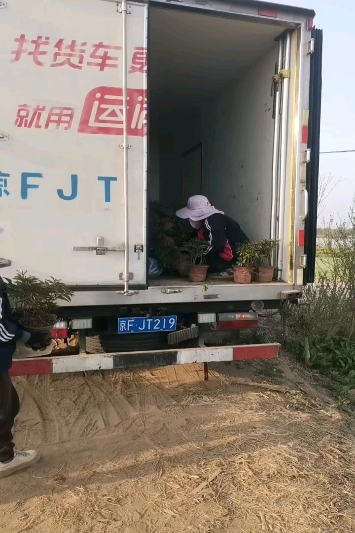 高度30厘米芍药