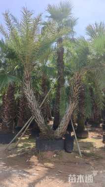 裸干高200厘米银海枣