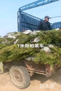 高度100厘米蜀桧