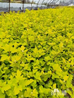 高度35厘米金叶风箱果