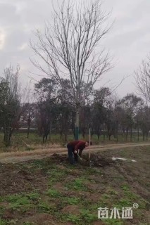 15公分美国红枫