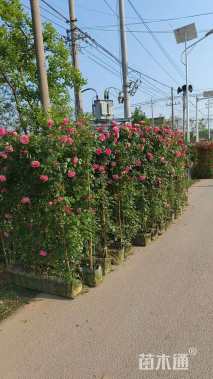 高度100厘米月季